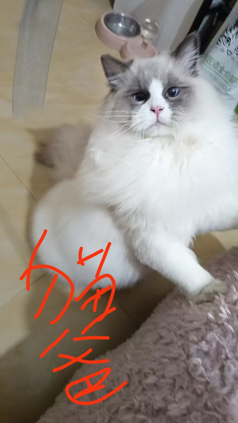 布偶猫